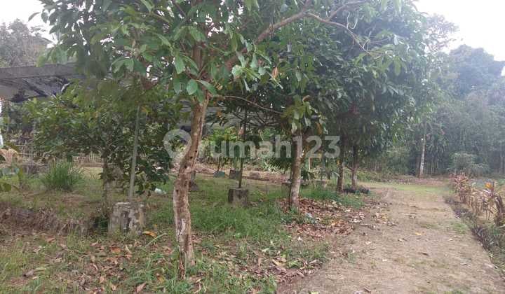 Kavling Murah Di Agrowisata Gandamanis, Desa Bangkonal Pandegelang Banten