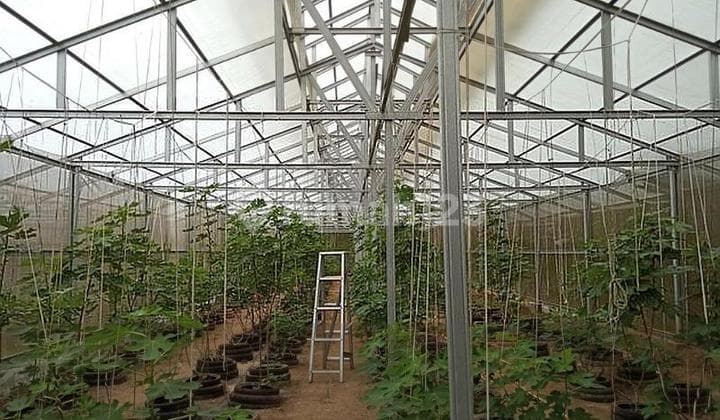 Tanah Kebun Sudah Jadi di Cikerai Cibeber Cilegon Banten