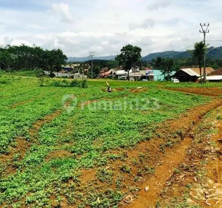 Perkebunan Jampang Tengah Sukabumi Selatan