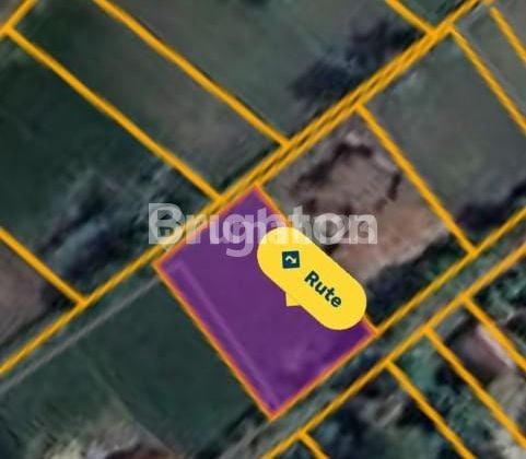 TANAH SAWAH PINGGIR JALAN VIEW BUKIT BINTANG