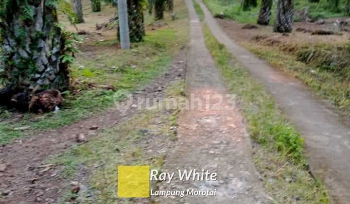 Tanah Perkebunan Sawit ay