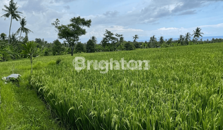 Tanah di Daerah Panji Anom Buleleng Cocok Untuk Investasi