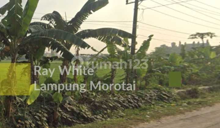 Tanah Sawah Irigasi Produktif ch