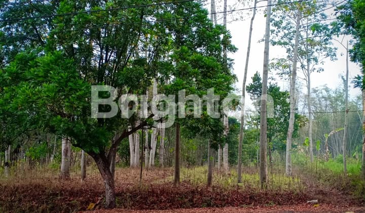 Cheap land near Jatim Park 2 on Panderman Hill, Batu, Malang.