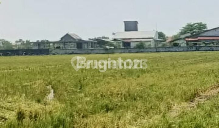 Tanah Sawah masih produktif Ketapang Kendal dekat KIK Jawa Tengah