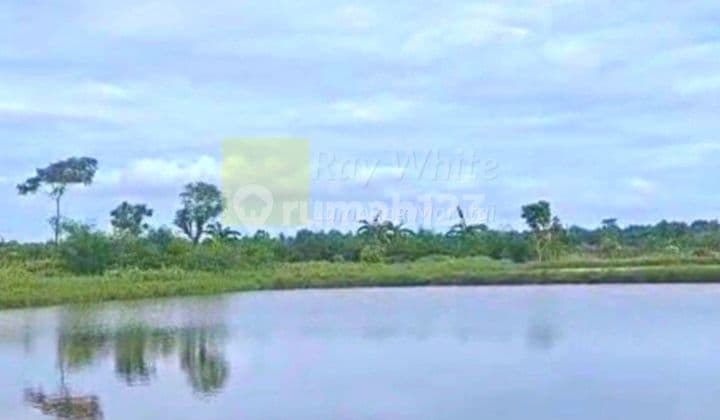 Tanah tambak lokasi labuhan maringgai lampung timur