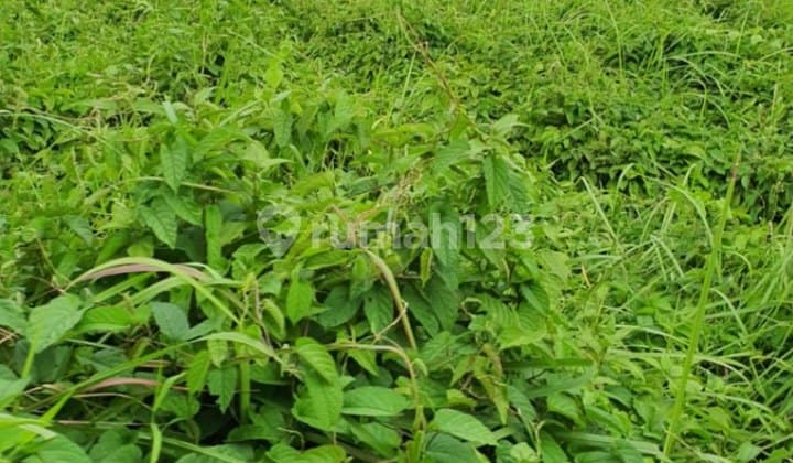 Tanah Lokasi Strategis Di Canggu Bali Dekat Finns Beach Club