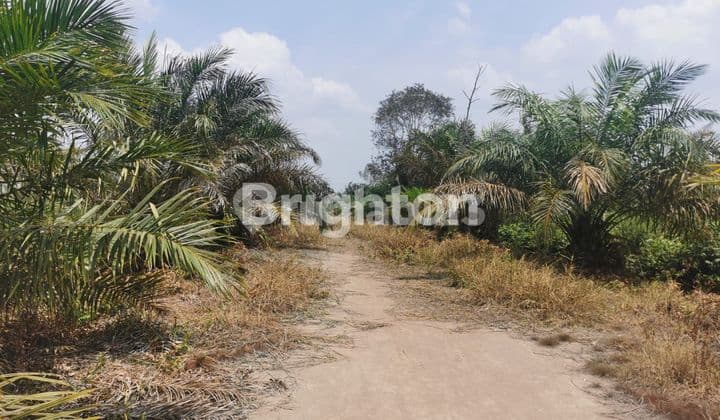 PLANTATION LAND ON TANJUNG API API ROAD KM 19 PALEMBANG