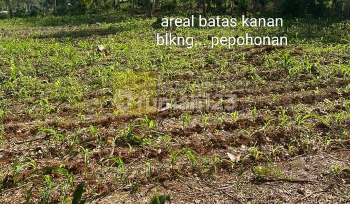 Cepat tanah murah lokasi katibung lampung selatan untuk Gudang
