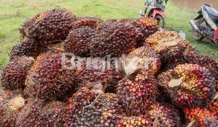 kebun sawit