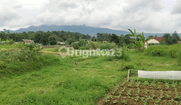 Tanah Kebun Luas di Kawasan Cipanas, Kabupaten Cianjur