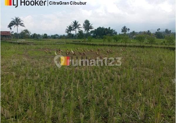 Sawah Lokasi Strategis di Cisayong Tasikmalaya Jawa Barat ( LT. 5592 )