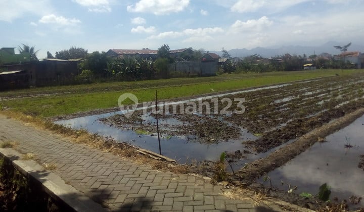 Sawah Di Mondoroko Singosari Malang