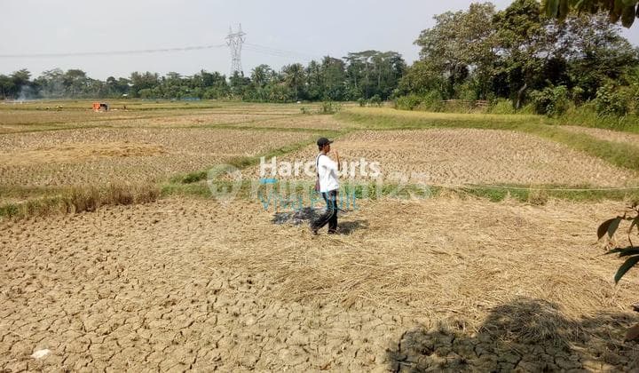 Jual Tanah Darat Sawah di Jl. Pamarayan Wirana Damping, Serang