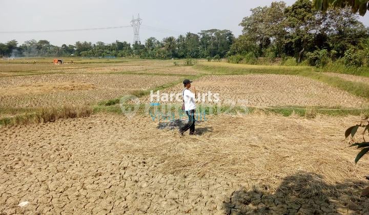 Jual Tanah Darat Sawah di Jl. Pamarayan Wirana Damping, Serang
