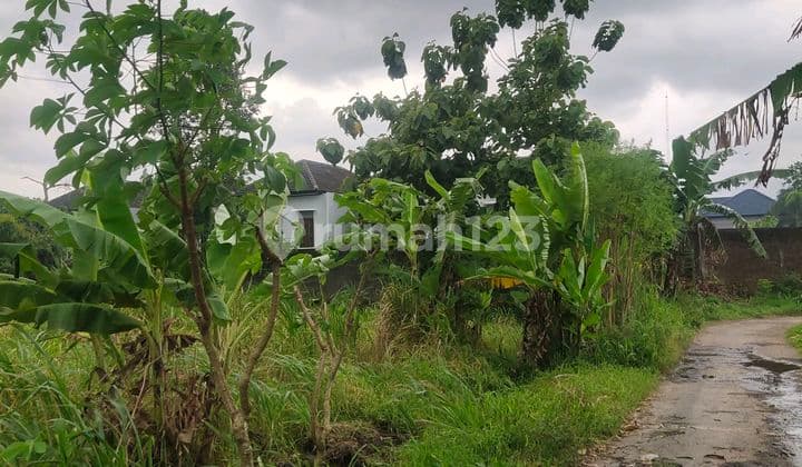 Tanah Dikontrakkan Area Palagan View Sawah Cck Untuk Usaha Villa Atau Coffe Shop