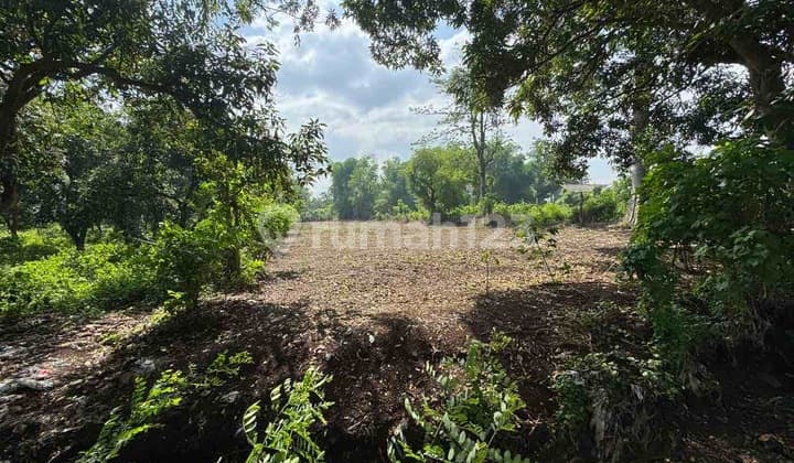 Tanah di Pandaan Sblh Kebun Mangga