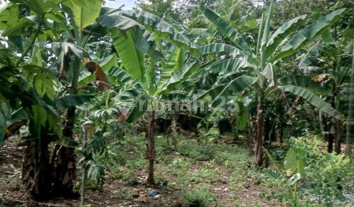 Dijual Tanah Di Karangpetir Kalimanah Purbalingga