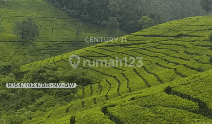 Tanah Kebun Teh di Pasir Eurih Tenjolaya Ciwidey