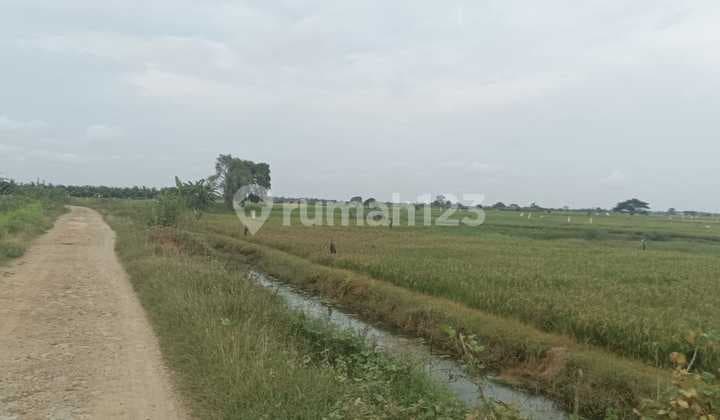 Tanah Untuk Peternakan Sapi Dan Perkebunan Gembong Kab Bekasi