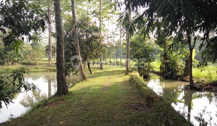 Dijual Kavling Perkebunan Daerah Sadang