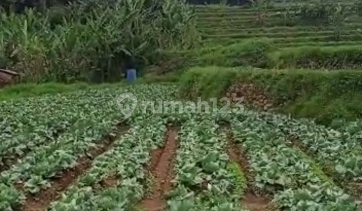 Vegetable Farm Land Cimuncang Ciwidey Bandung