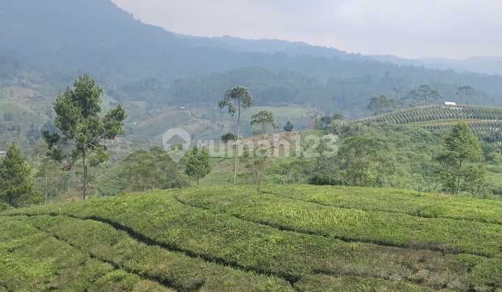 Tanah Kebun Teh Ciwidey Bandung