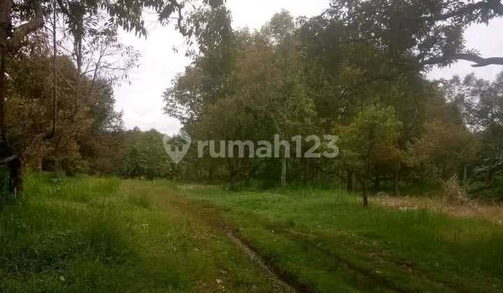 DIJUAL KEBUN DURIAN DI CIANJUR JAWA BARAT Konstrur tanah rata