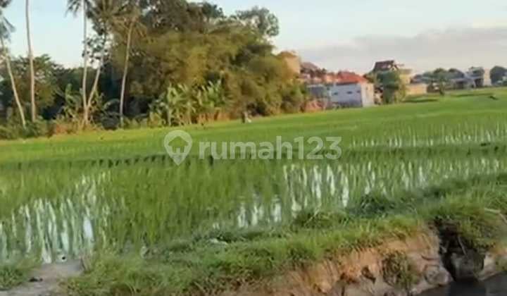 Rumah Cantik View sawah abianbase dalung badung bali