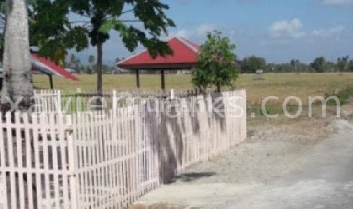 Productive Rice Fields in Urban Health Street Gorontalo
