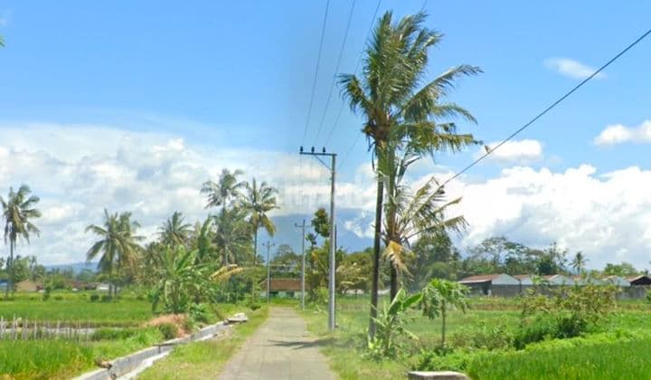 Tanah view Sawah di Utara Tajem(Selomartani) Sleman