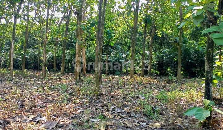 Dijual Kavling murah lokasi Strategis Cocok Untuk di Bangun perumahan Komersil dan Perumahan SubsidiDi Ciseeng Parung Bogor Jawa Barat