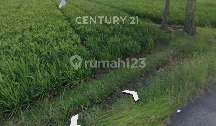 Sawah Luas Murah Nego Sampai Jadi Sari Mukti Cibitung Bekasi Sawah Luas Murah Nego Sampai Jadi Sari Mukti Cibitung Bekasi