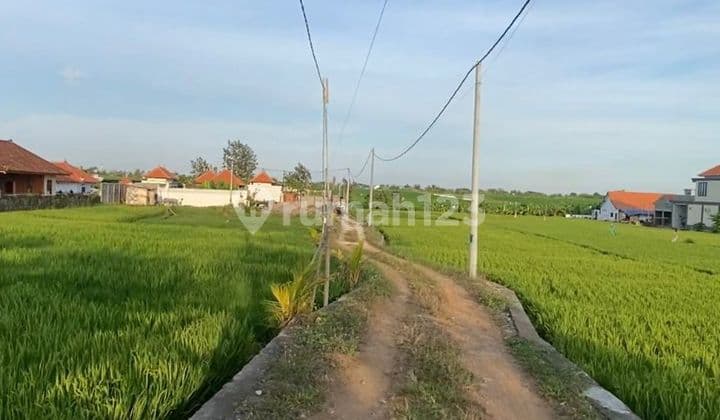Tanah View Sawah di Pantai Seseh Mengwi Badung Dekat Canggu