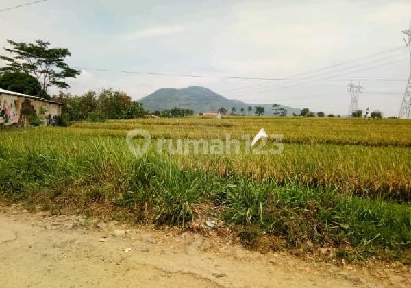 Sawah Produktip Zona Kuning Cocok untuk Rumah Hunian di Majalayajudul Ref.05276