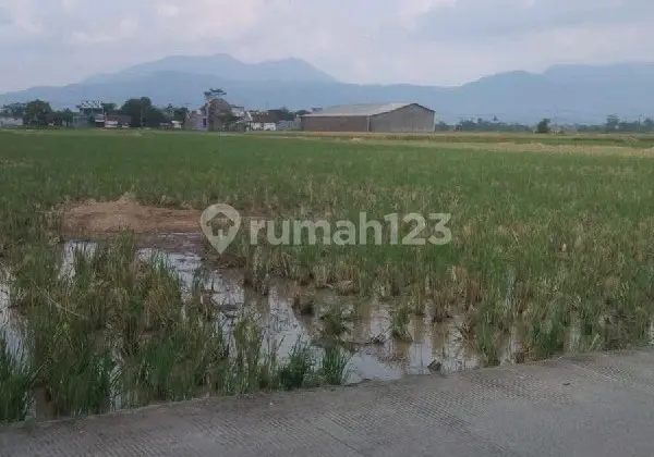 Productive rice fields can be used for development, etc., in Cisaradan, Solokan Jeruk, Majalaya Ref.05443