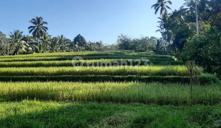 Land For Long Lease At Tabanan Regency Bali