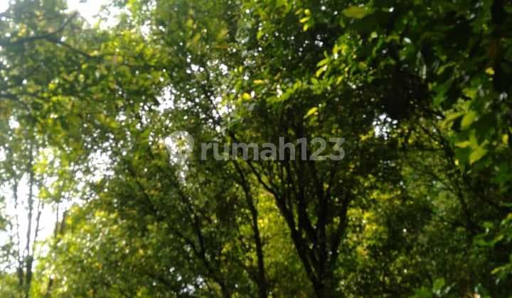 Kebun Cengkeh Dan Kopi Siap Produksi di Kintamani Bali