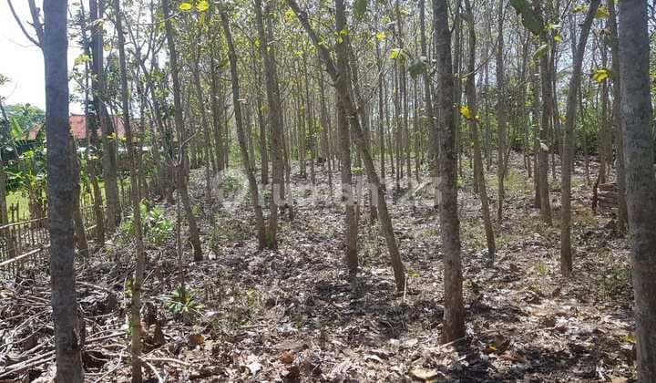 Tanah Jual Termurah di Jembrana bali