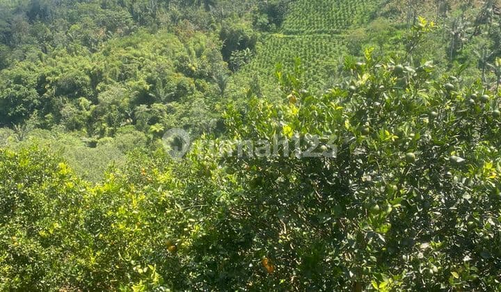 Tanah Murah Kebun Jeruk Produktif dengan View Exotic di Kintamani Bali