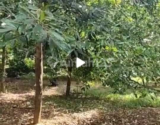 Tanah Super Murah di Jalan Utama Air Terjun Sekumpul Singaraja Bali