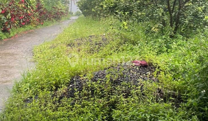 Tanah kebun Produktif di Prime location Kintamani Bangli - Bali