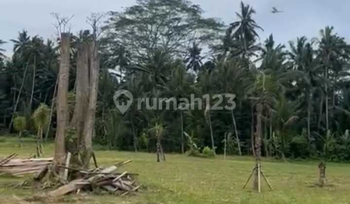Tanah Super Murah dengan View Sawah dan Hutan di Pejeng Ubud - Bali