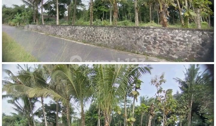 Tanah Super Istimewa dan Murah di Pakem