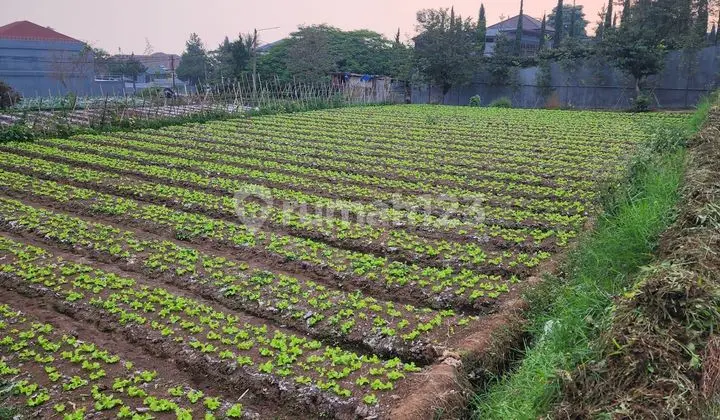 Kavling Matang Siap Bangun View Bagus Di Setiabudi Regency