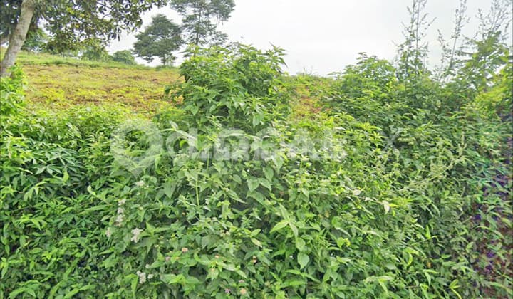 Tanah Kavling Mariwati, Sukaresmi, Cianjur, Jawa Barat