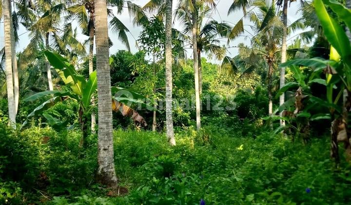 Tanah di Tabanan 2990 M² SHM Cocok untuk Usaha