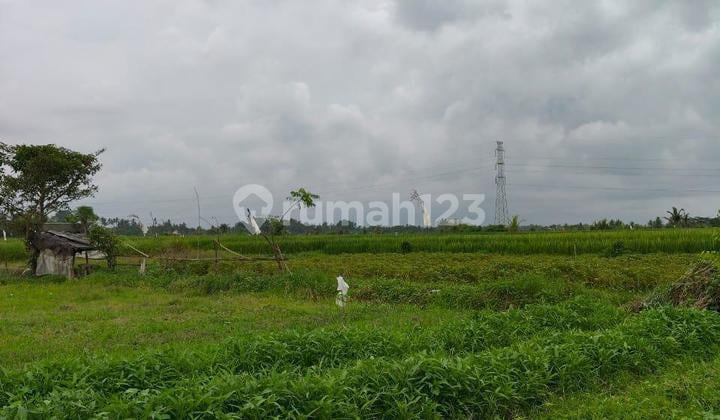 Tanah Kavling Murah Di Mengwi Shm 100 M²