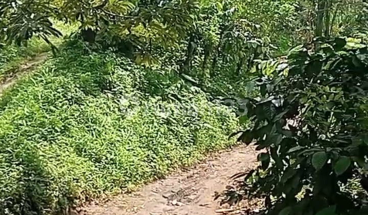 Tanah Di Pujungan 200000 M² Shm Cocok Untuk Kebun Kopi Cengkeh Durian