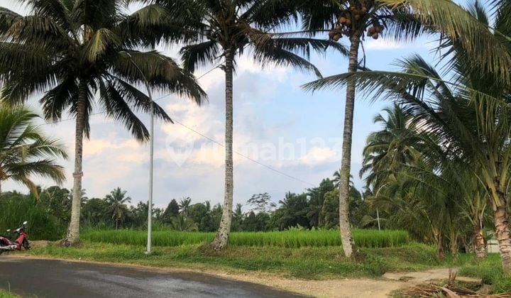 Cheap Land in Carangsari Petang 40 Are SHM